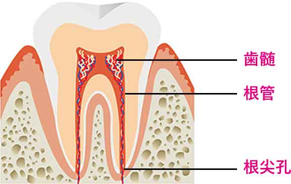 歯の構造と根管